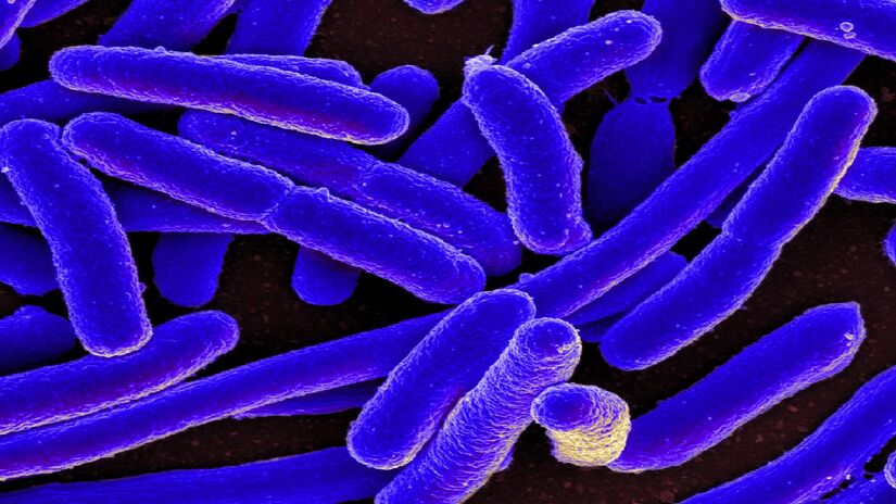 A perigosa E. coli pode estar vivendo na sua esponja. Imagem: NIAID/WIkimedia Commons