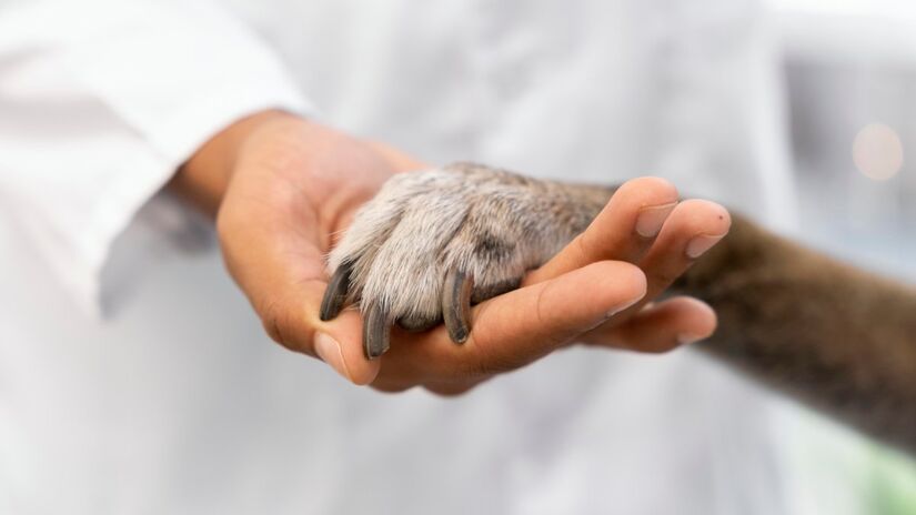Diagnóstico precoce é essencial para preservar a visão do animal e evitar complicações