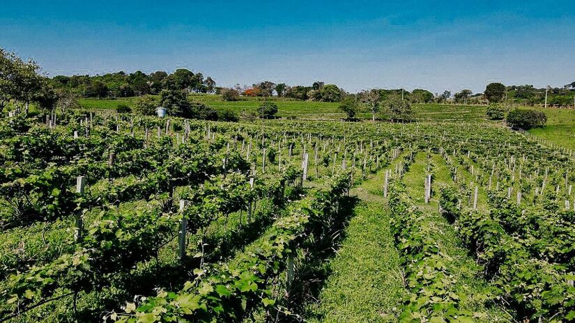 Com a tradição longeva, o forno à lenha ultrapassa os 300 graus para a produção de mais de 600 pizzas por mês. O ambiente é clássico, rústico e acolhedor para os turistas - (Divulgação/Turismo Caconde)