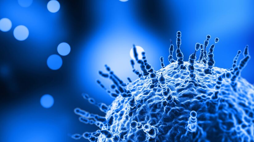 Pesquisa mostra que o SARS-CoV-2 usa células dos testículos para se multiplicar, prejudicando a produção de testosterona