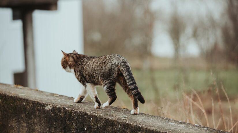 Ter um gato em casa pode ser uma defesa natural contra ratos (Fotos: Freepik)