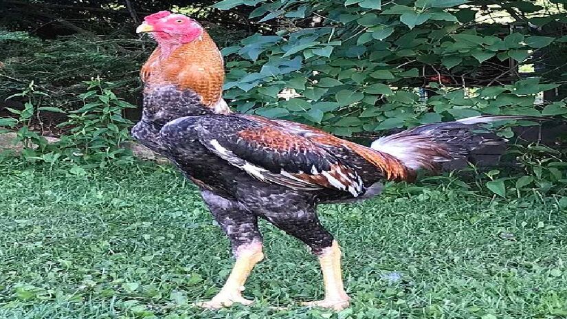 Esse galo pode chegar a pesar 6 quilos. Imagem: Khromy/Wikimedia Commons