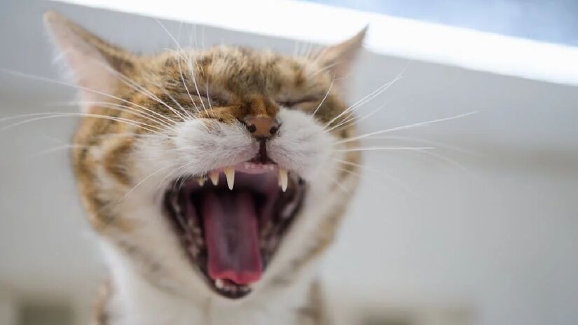 Mesmo que se sinta acolhido e amado pela família, os felinos podem se sentir irritados ou estressados e reagiram mal a alguma ação do tutor, família ou de alguma visita - (Pitipat Usanakornkul/Pexels)