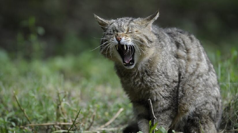 Comportamentos invasivos: agarrar os gatos à força ou manipular as áreas mais sensíveis e inseguras dos animais (barriga, patas traseiras ou cauda), podem desencadear irritação e causar tentativas de fuga ou reações defensivas - (Pixabay/Pexels)
