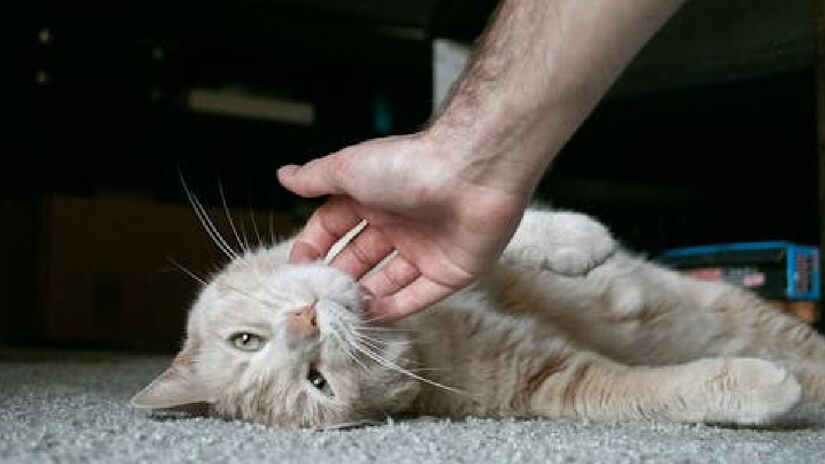 Segundo estudos científicos, os gatos ajudam em inúmeros fatores, entre eles reduzir o risco de infarto e o de ajudar na interação de crianças, especialmente as com o Transtorno do Espectro Autista (TEA) - (Tommy Bachman/Pexels)