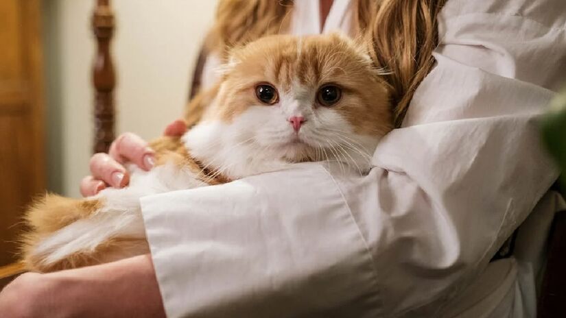 Como um animal desconfiado, o gato tende a observar cuidadosamente o ambiente e as pessoas ao redor, principalmente se o felino tiver sido resgatado da rua ou adotado já na fase adulta - (cottonbro studio/Pexels)