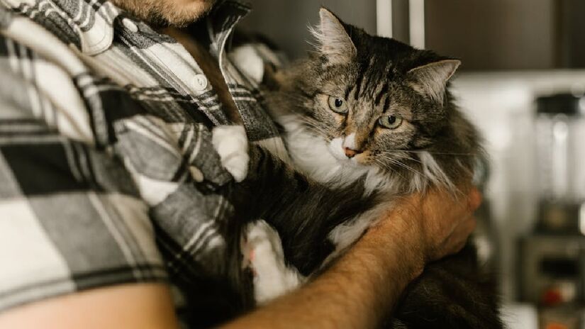 Uma vez definido o humano predileto, os gatos dão sinais ao tutor de que ele foi o seu escolhido - (RDNE Stock project/Pexels)