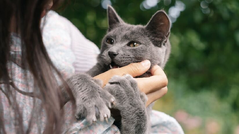 Animais desconfiados e geralmente com seu humano preferido, os gatos tendem a ficar em alerta com a presença de gente não tão próxima a ele - (Mikhail Nilov/Pexels)
