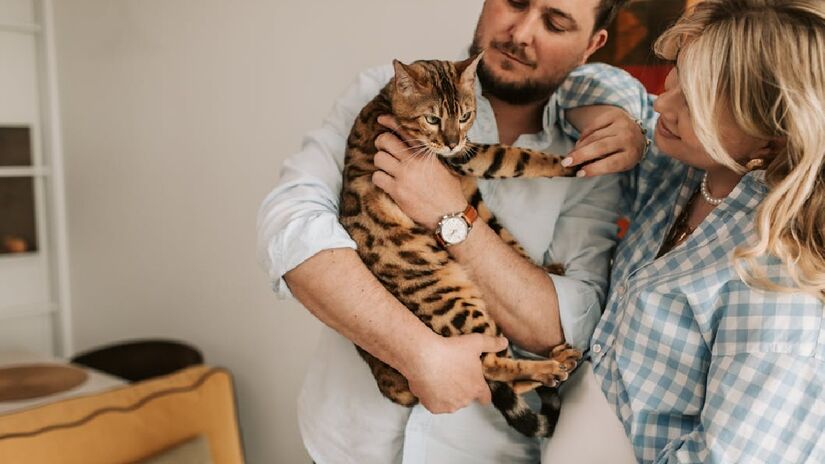 Segundo um estudo da Universidade de Indiana, assistir a vídeos de gatos fofos na internet pode contribuir para a melhora do estado emocional e ajudar a lidar com tarefas complexas que serão feitas durante o dia - (Vlada Karpovich/Pexels)