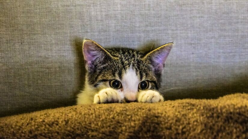 Respeitar os sinais corporais dos gatos de quando eles não gostaram de tal ação, além do entendimento de que alguns são menos tolerantes ao toque e barulho, é determinante para evitar conflitos e melhorar o convívio - (Francesco Ungaro/Pexels)