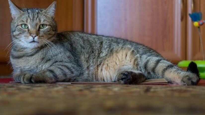 Outro estudo, este publicado no Frontiers in Veterinary Science, revelou que os gatos também são capazes de ajudar no desenvolvimento das pessoas, principalmente aquelas com transtornos mentais ou de desenvolvimento - (Gundula Vogel/Pexels)