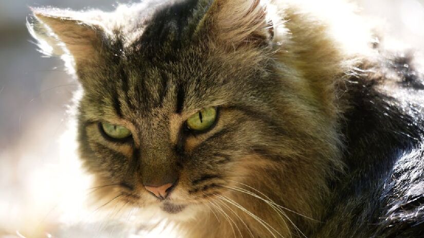 Animais desconfiados e sensíveis, os gatos necessitam de cuidados diários e específicos em relação ao ambiente em que vivem, além de ter seus limites respeitados pelas pessoas à sua volta - (Danniel Corbit/Pexels)