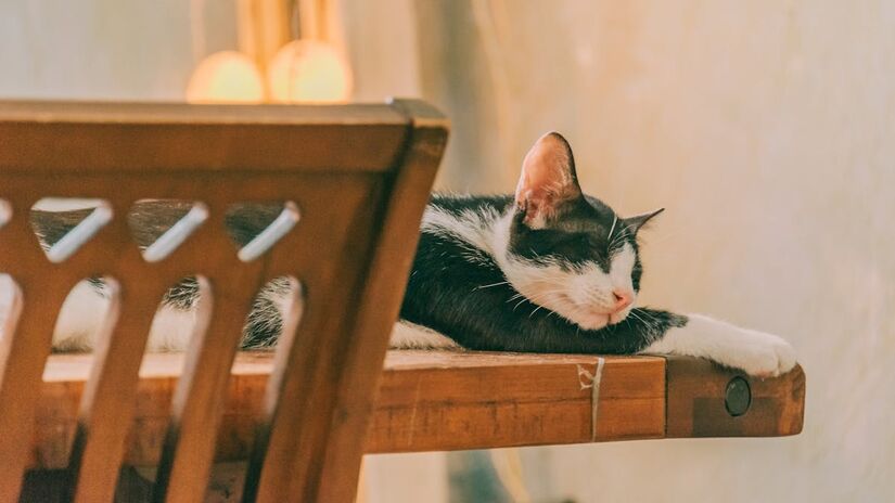 Com cada vez mais espaços nos lares e corações dos humanos, os gatos podem, além de fazer companhia, trazer benefícios na saúde da família que o adotar - (Min An/Pexels)