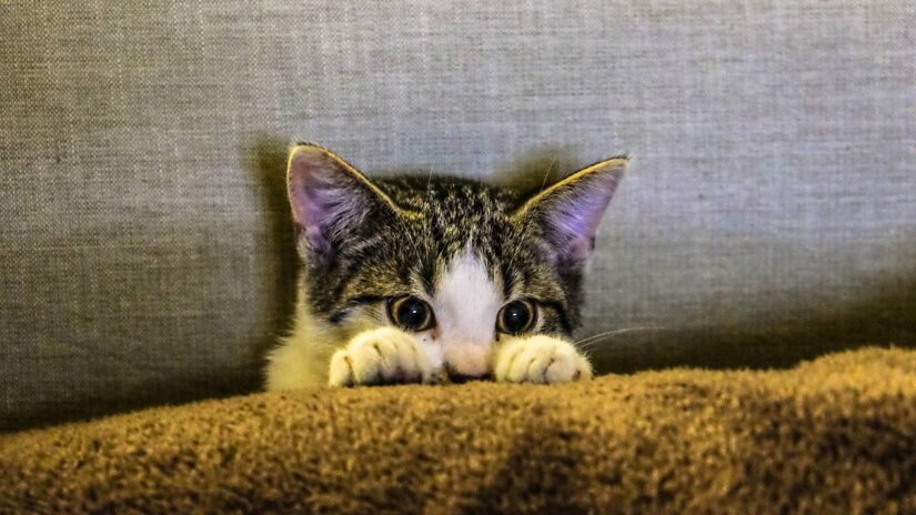 Materiais com tramas abertas, como linho ou chenille, são quase irresistíveis para os gatos