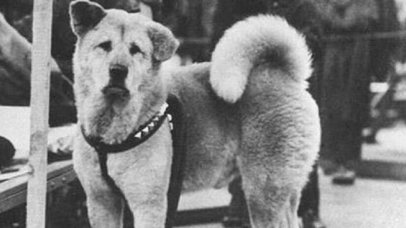 Hachiko inspirou o filme "Sempre ao Seu Lado", ao ir todas as noites até a estação de trem para esperar o seu dono, mesmo após a sua morte - (Reprodução)