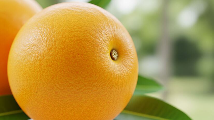  A Ciriguela leva menos tempo para dar frutos - Imagem Gerada por IA