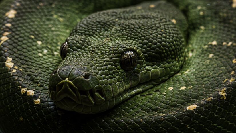 Assim como as cobras gigantes de hoje em dia, Titanoboa não tinha veneno e usava a força para vencer suas presas