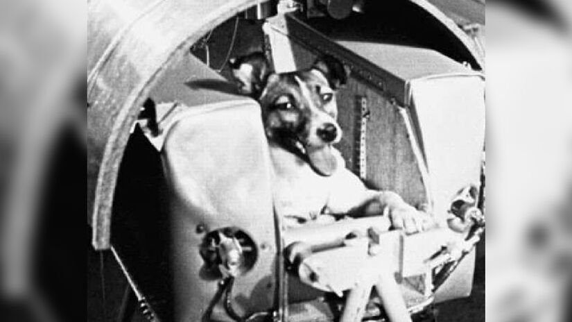 Laika - uma mescla de husky com vira-lata, muito esperta, foi a escolhida para ser a minha cadela astronauta - (Wikimedia Commons)