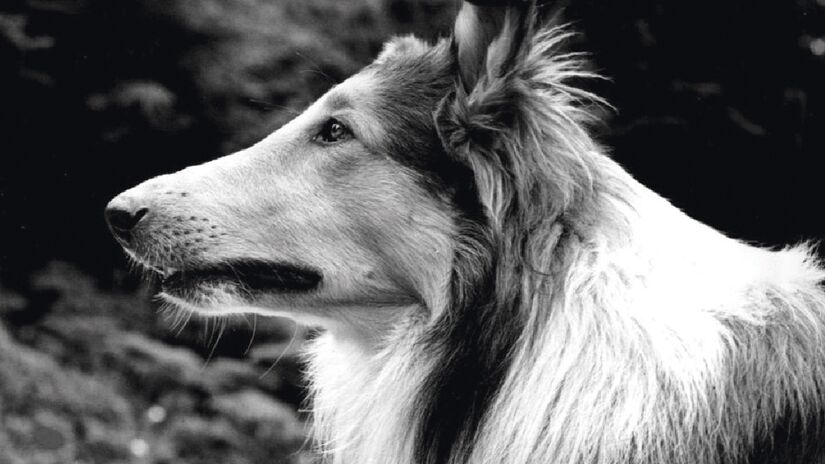 A cachorrinha Lassie só existiu na literatura, na TV e no cinema, mas foi um sucesso mundial. Sucesso com os livros dos anos de 1930, a cadelinha ganhou uma longa e memorável série (de 19 temporadas) e até filmes -(Reprodução)