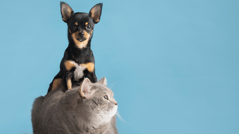Colocar nome de pessoas em animais de estimação: em 2004, um deputado chamado Pastor Reinaldo propôs uma lei que proibia animais de estimação a terem nome de pessoas. Segundo ele, a lei era para evitar constrangimento em pessoas que possuíssem o mesmo nome que um animal. 
Foto: Reprodução/Freepik