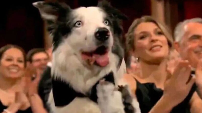 No Oscar de 2024, uma figura roubou a cena: Messi, um cachorro da raça Border Collie, que interpretou Snoop no filme "Anatomia de Uma Queda", compareceu à cerimônia e ainda bateu palmas para os vencedores - (Reprodução/ABC)