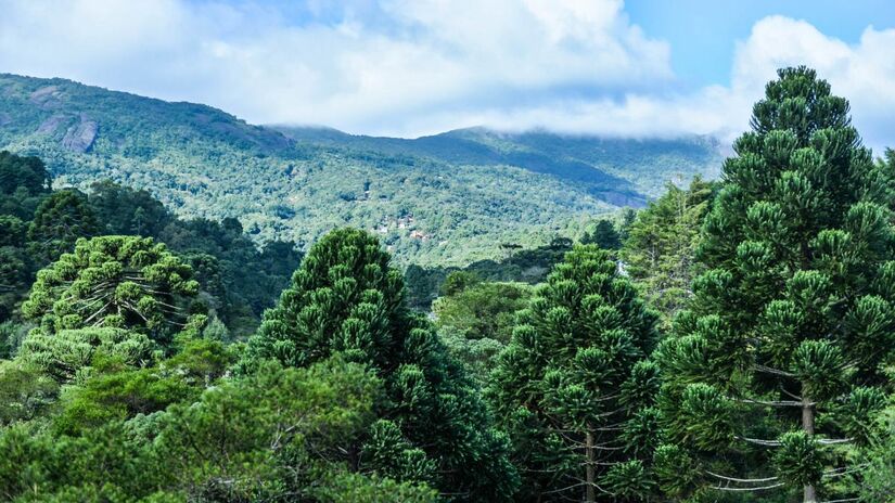 Cenários de tirar o fôlego: a natureza exuberante da região proporciona vistas impressionantes das montanhas cobertas por araucárias e pinheiros.