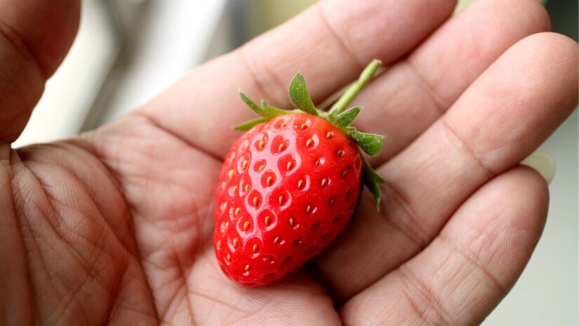 Morangos dependem de sol para ficarem doces. Imagem: PxHere