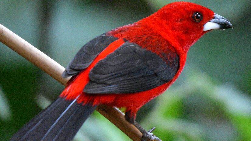 Parque Estadual da Restinga é o principal ponto de observação de aves.
Foto: Divulgação/Fabricio Yanes
