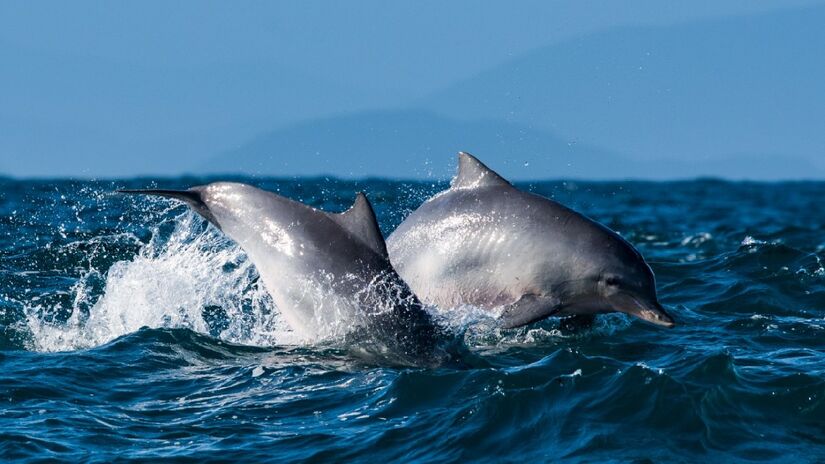 Região é reconhecida como Área Importante para Conservação de Aves e registra presença frequente de tartarugas, golfinhos e baleias.
Foto: Divulgação/Projeto Baleia à Vista
