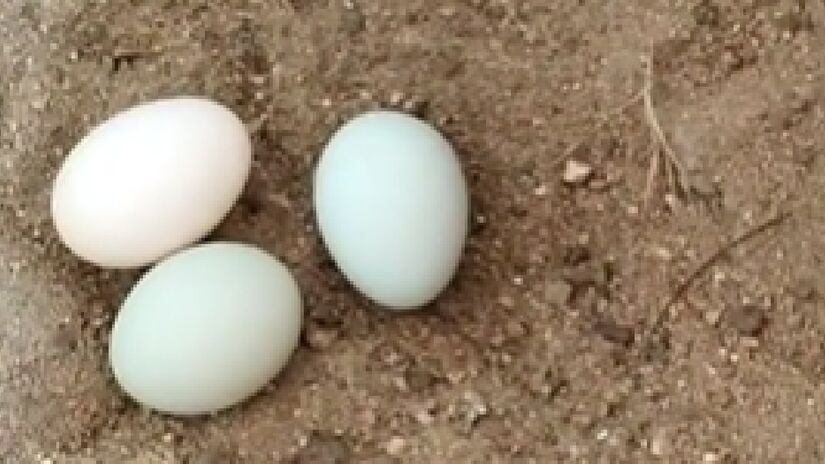 Ovos de índio gigante são azuis, verdes, brancos ou laranjas. Imagem: TikTok