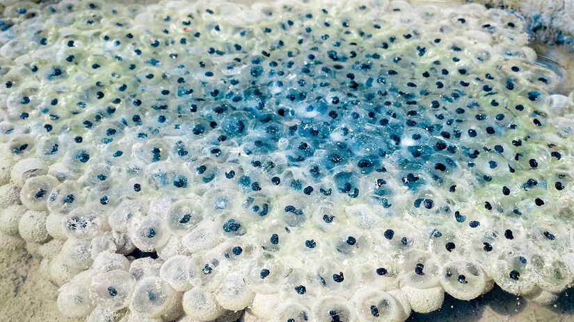 Ovos de anfíbios são colocados na água. Imagem: PxHere