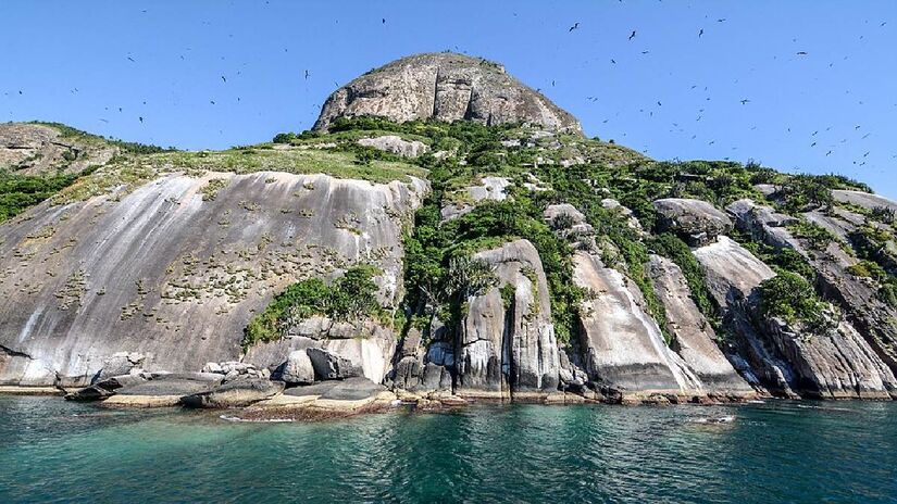 As bromélias de Alcatrazes vivem em paredões rochosos. Imagem: Zejulio/Wikimedia Commons