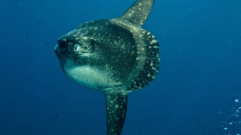 Na Ilha dos Alcatrazes é possível ver o peixe-lua. Imagem: Ilse Reijs/Flickr