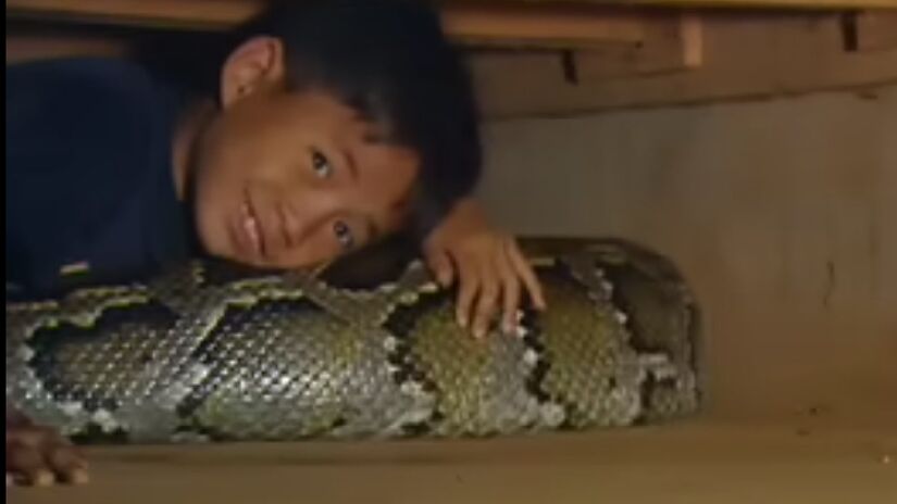 Chomran foi para um zoológico após o ataque (Fotos: Reprodução/YouTube)
