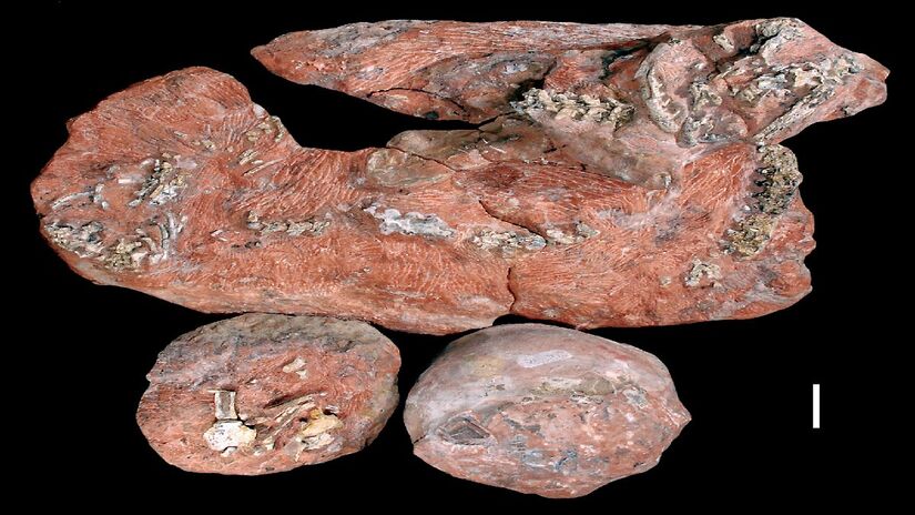 Fóssil de Sanajeh encontrado junto de ovos de dinossauro. Imagem: Public Library of Science/Wikimedia Commons