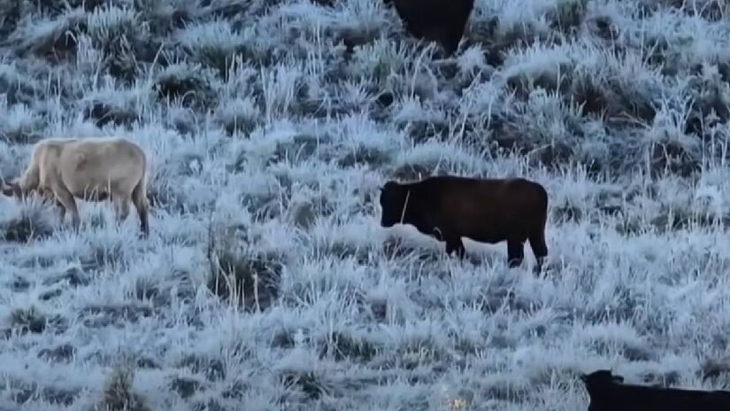 São Joaquim (SC) fica 1.360m de altitude e possui temperatura média anual é de 10°C | Reprodução YouTube | Jornal da Record
