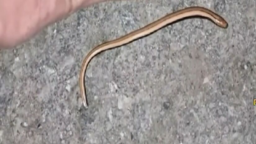 Acreditava-se que essa espécie de cobra havia sido extinta - reprodução YouTube