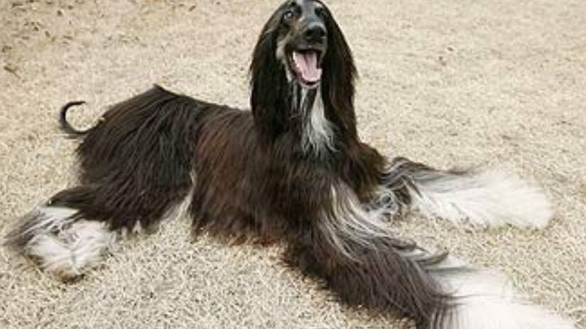 Snuppy, que era uma sigla para "Seoul National University Puppy", foi um cão sul-coreano de raça galgo afegão, que entrou para a história como o primeiro cachorro clonado do mundo, em 2005 - (Reprodução)