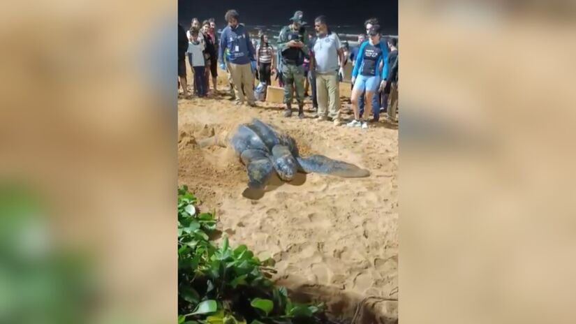 Um grupo de banhistas viu o animal e chamou a Polícia Militar Ambiental/Divulgação/Sesp