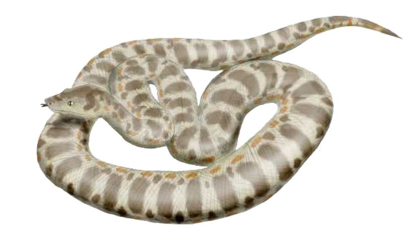 Representação de como seria a Titanoboa. Imagem Nobu Tamura/WIkimedia Commons
