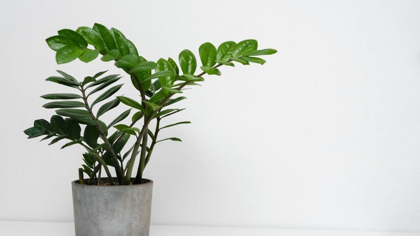 O nascimento de frutos não é garantido, mas a beleza da planta sim 
