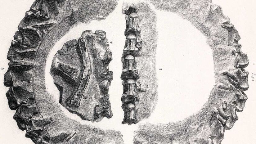 Representação de uma vértebra de Palaeophis toliapicus. Imagem: Domínio Público