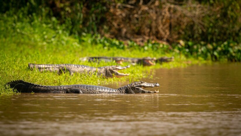 Pesquisadores também acham que pode estar relacionado a instintos maternos (Fotos: Freepik)