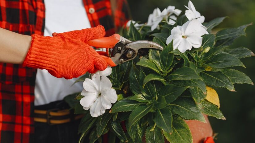 Regar e podar é essencial para manter as flores saudáveis (Foto: Freepik)