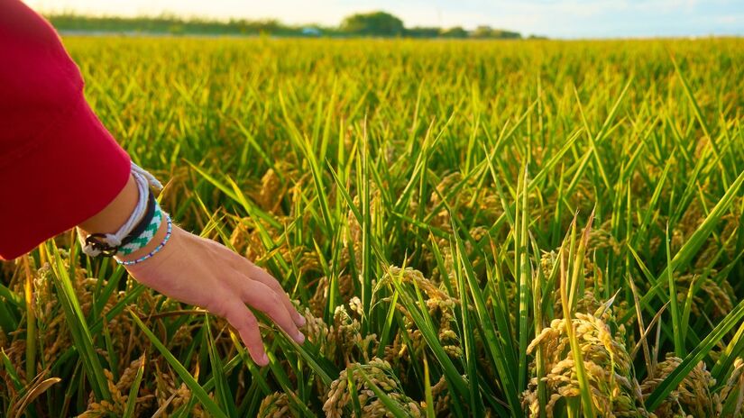 Capital do arroz sem plantar um grão e a história curiosa de Santa Cruz do Rio Pardo