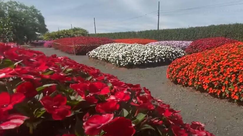A cidade é palco da Expoflora, a maior festa de flores da América Latina | Reprodução YouTube | Marina de Paula