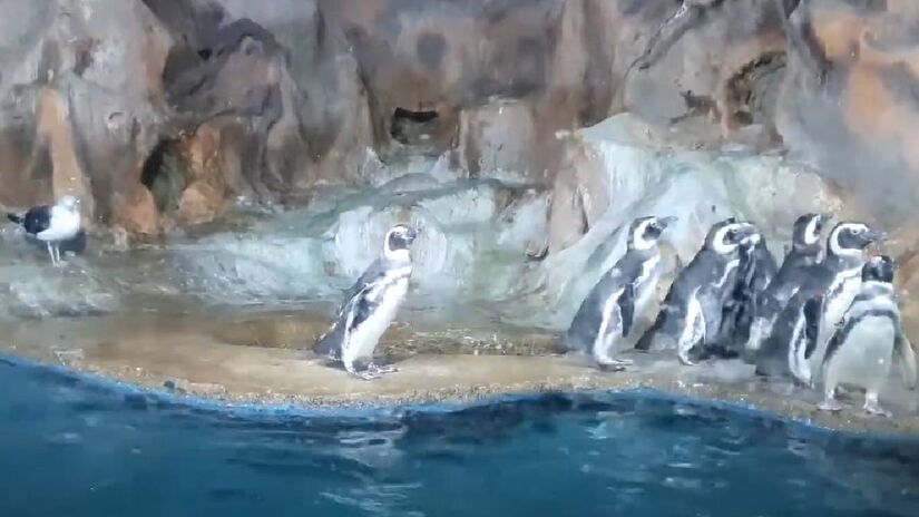 Parque Acqua Mundo em Guarujá tem pinguins | Reprodução YouTube | Vou na Frente