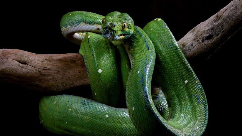 A cobra encontrada mede 6,3 metros de comprimento e pesa mais de 200 quilos el foi classificada como uma nova espécie: Eunectes akayima