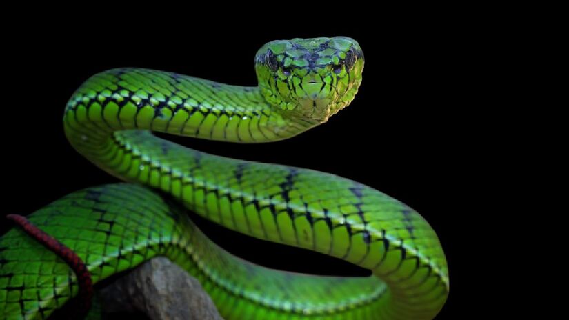 Apesar de não ser a cobra mais comprida do mundo a nova sucuri detém o recorde de maior massa corporal entre as serpentes (Fotos: Freepik)