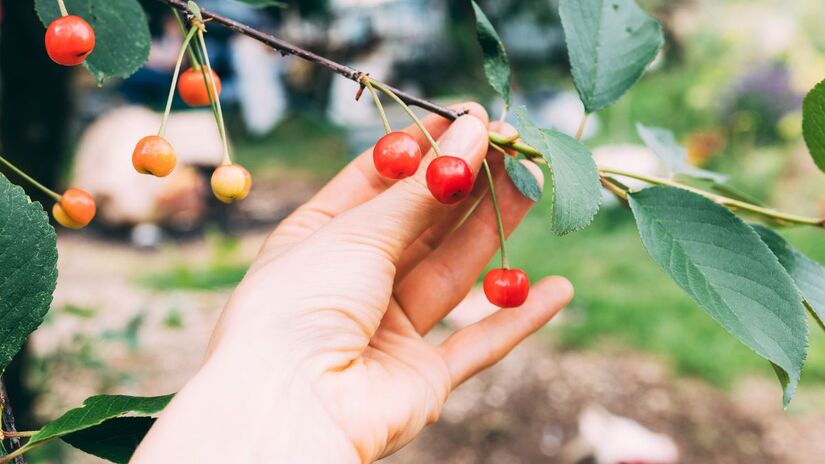 Pé de acerola 